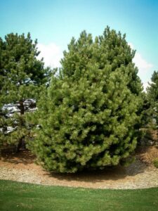 Сосна Чёрная (Pinus Nigra) купить по цене от 270.00р. в интернет-магазине «Посадика» с доставкой почтой в в Мосальске и по всей России – [изображение №1].