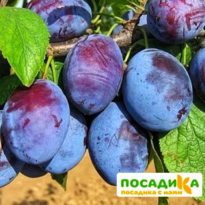 Слива Чачакская ранняя купить по цене от 229.00р. в интернет-магазине «Посадика» с доставкой почтой в в Мосальске и по всей России – [изображение №1].