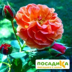 Роза Арабия купить по цене от 350.00р. в интернет-магазине «Посадика» с доставкой почтой в в Мосальске и по всей России – [изображение №1].