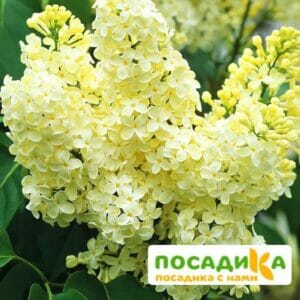 Сирень Примроуз (Primrose) купить по цене от 529.00р. в интернет-магазине «Посадика» с доставкой почтой в в Мосальске и по всей России – [изображение №1].