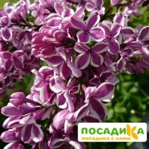 Сирень Сенсация купить по цене от 529.00р. в интернет-магазине «Посадика» с доставкой почтой в в Мосальске и по всей России – [изображение №1].