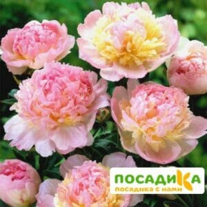 Пион Распберри Сандей (Paeonia Raspberry Sundae) купить по цене от 959р. в интернет-магазине «Посадика» с доставкой почтой в в Мосальске и по всей России – [изображение №1].