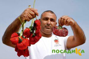 Клубника Гигант Джорнея купить по цене от 266р. в интернет-магазине «Посадика» с доставкой почтой в в Мосальске и по всей России – [изображение №1].