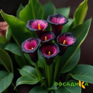 Калла Аура Лейс купить по цене от 400р. в интернет-магазине «Посадика» с доставкой почтой в в Мосальске и по всей России – [изображение №1].