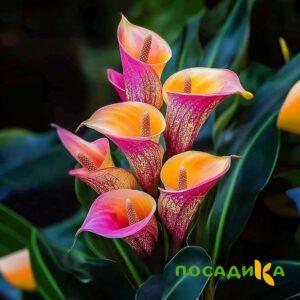 Калла Оникс купить по цене от 450р. в интернет-магазине «Посадика» с доставкой почтой в в Мосальске и по всей России – [изображение №1].