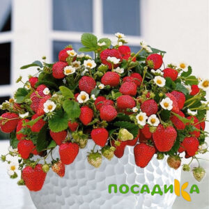 Клубника Рубиновый Шепот (горшечная) купить по цене от 240р. в интернет-магазине «Посадика» с доставкой почтой в в Мосальске и по всей России – [изображение №1].