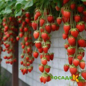 Клубника вьющаяся Комплимент купить по цене от 470р. в интернет-магазине «Посадика» с доставкой почтой в в Мосальске и по всей России – [изображение №1].