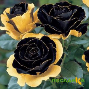 Роза Ханни Сикл купить по цене от 700р. в интернет-магазине «Посадика» с доставкой почтой в в Мосальске и по всей России – [изображение №1].