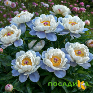 Пион акварельный Этюд купить по цене от 806р. в интернет-магазине «Посадика» с доставкой почтой в в Мосальске и по всей России – [изображение №1].