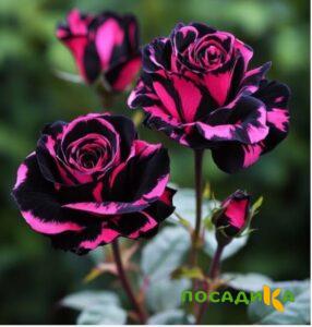 Роза Багровый Шепот купить по цене от 366р. в интернет-магазине «Посадика» с доставкой почтой в в Мосальске и по всей России – [изображение №1].