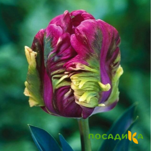 Тюльпан Экзотик Хэвен купить по цене от 186р. в интернет-магазине «Посадика» с доставкой почтой в в Мосальске и по всей России – [изображение №1].