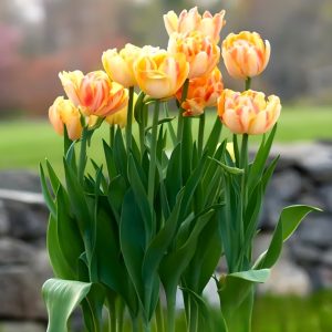 Тюльпан Верона Санрайз купить по цене от 280р. в интернет-магазине «Посадика» с доставкой почтой в в Мосальске и по всей России – [изображение №1].