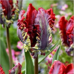 Тюльпан Рококо купить по цене от 350р. в интернет-магазине «Посадика» с доставкой почтой в в Мосальске и по всей России – [изображение №1].