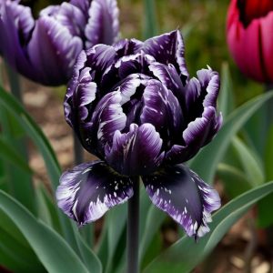 Тюльпан Индиго купить по цене от 600р. в интернет-магазине «Посадика» с доставкой почтой в в Мосальске и по всей России – [изображение №1].