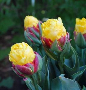 Тюльпан Айс Крим Банана купить по цене от 360р. в интернет-магазине «Посадика» с доставкой почтой в в Мосальске и по всей России – [изображение №1].