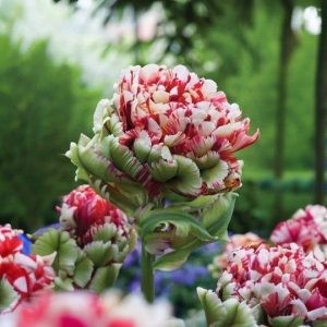 Тюльпан Дабл Флеминг Берд купить по цене от 249р. в интернет-магазине «Посадика» с доставкой почтой в в Мосальске и по всей России – [изображение №1].