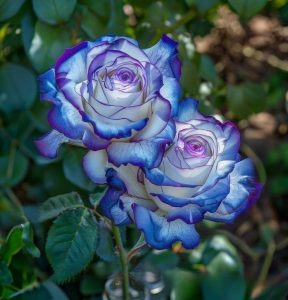 Роза Пэтолз Хоуп купить по цене от 333р. в интернет-магазине «Посадика» с доставкой почтой в в Мосальске и по всей России – [изображение №1].