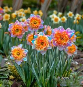 Нарцисс Айвери Дон купить по цене от 3000р. в интернет-магазине «Посадика» с доставкой почтой в в Мосальске и по всей России – [изображение №1].