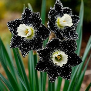 Нарцисс Кассата купить по цене от 372р. в интернет-магазине «Посадика» с доставкой почтой в в Мосальске и по всей России – [изображение №1].