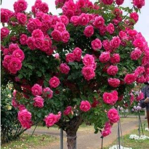 Роза Версаля купить по цене от 232р. в интернет-магазине «Посадика» с доставкой почтой в в Мосальске и по всей России – [изображение №1].