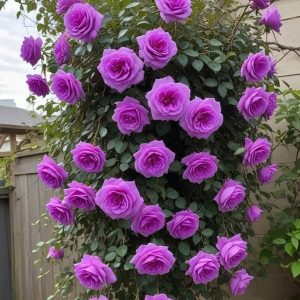 Роза Мистик Уайт купить по цене от 620р. в интернет-магазине «Посадика» с доставкой почтой в в Мосальске и по всей России – [изображение №1].