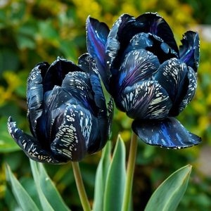 Тюльпан Блю Фог купить по цене от 500р. в интернет-магазине «Посадика» с доставкой почтой в в Мосальске и по всей России – [изображение №1].