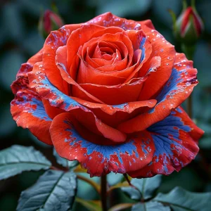 Роза Сикрет Гарден купить по цене от 619р. в интернет-магазине «Посадика» с доставкой почтой в в Мосальске и по всей России – [изображение №1].