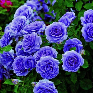 Роза Блю Мун купить по цене от 450р. в интернет-магазине «Посадика» с доставкой почтой в в Мосальске и по всей России – [изображение №1].