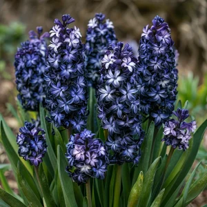 Гиацинт Блум Клауд купить по цене от 2099р. в интернет-магазине «Посадика» с доставкой почтой в в Мосальске и по всей России – [изображение №1].