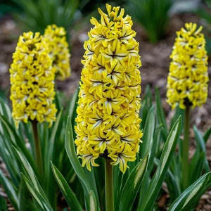 Гиацинт Сансет Голд купить по цене от 2099р. в интернет-магазине «Посадика» с доставкой почтой в в Мосальске и по всей России – [изображение №1].