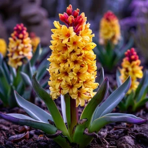 Гиацинт Миднайт Мистери купить по цене от 2099р. в интернет-магазине «Посадика» с доставкой почтой в в Мосальске и по всей России – [изображение №1].