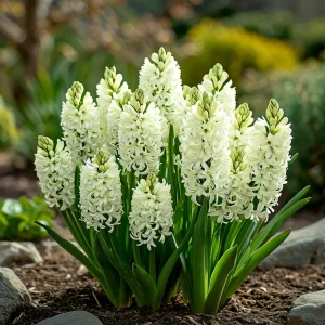 Гиацинт Дрим Трейл купить по цене от 2099р. в интернет-магазине «Посадика» с доставкой почтой в в Мосальске и по всей России – [изображение №1].