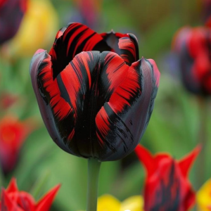 Тюльпан Блэк Перрот купить по цене от 351р. в интернет-магазине «Посадика» с доставкой почтой в в Мосальске и по всей России – [изображение №1].