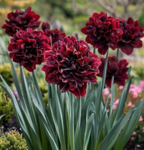 Нарцисс Малиновая Вуаль купить по цене от 3000р. в интернет-магазине «Посадика» с доставкой почтой в в Мосальске и по всей России – [изображение №1].