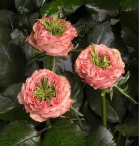 Роза Амбер Инчант купить по цене от 495р. в интернет-магазине «Посадика» с доставкой почтой в в Мосальске и по всей России – [изображение №1].