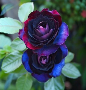 Роза Скарлет Рэвери купить по цене от 489р. в интернет-магазине «Посадика» с доставкой почтой в в Мосальске и по всей России – [изображение №1].