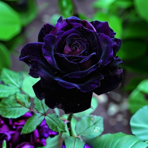 Роза Блэк Пантер купить по цене от 319р. в интернет-магазине «Посадика» с доставкой почтой в в Мосальске и по всей России – [изображение №1].