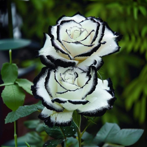 Роза Силк Ивин купить по цене от 319р. в интернет-магазине «Посадика» с доставкой почтой в в Мосальске и по всей России – [изображение №1].