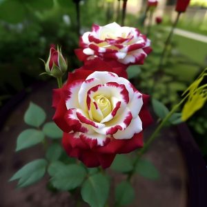 Роза Роял Глом купить по цене от 401р. в интернет-магазине «Посадика» с доставкой почтой в в Мосальске и по всей России – [изображение №1].