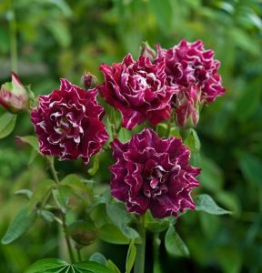 Роза Опаловый Пейзаж купить по цене от 490р. в интернет-магазине «Посадика» с доставкой почтой в в Мосальске и по всей России – [изображение №1].