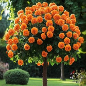 Роза Солнечный Шарм купить по цене от 349р. в интернет-магазине «Посадика» с доставкой почтой в в Мосальске и по всей России – [изображение №1].