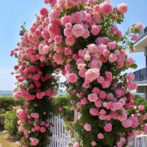 Роза Пастель Розе купить по цене от 605р. в интернет-магазине «Посадика» с доставкой почтой в в Мосальске и по всей России – [изображение №1].