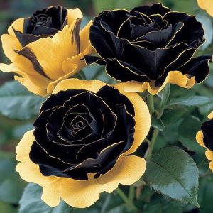 Роза Ханни Сикл купить по цене от 700р. в интернет-магазине «Посадика» с доставкой почтой в в Мосальске и по всей России – [изображение №1].