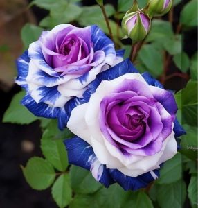 Роза Айвори Каскад купить по цене от 420р. в интернет-магазине «Посадика» с доставкой почтой в в Мосальске и по всей России – [изображение №1].