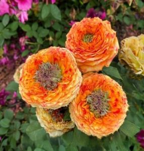 Роза Золотой Мираж купить по цене от 420р. в интернет-магазине «Посадика» с доставкой почтой в в Мосальске и по всей России – [изображение №1].