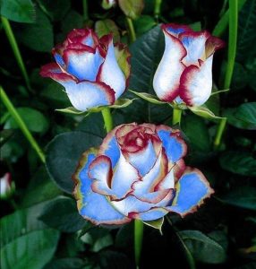 Роза Сафайер Пэтл купить по цене от 450р. в интернет-магазине «Посадика» с доставкой почтой в в Мосальске и по всей России – [изображение №1].