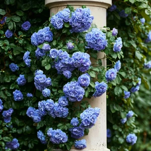 Роза плетистая Блю Перпл купить по цене от 540р. в интернет-магазине «Посадика» с доставкой почтой в в Мосальске и по всей России – [изображение №1].